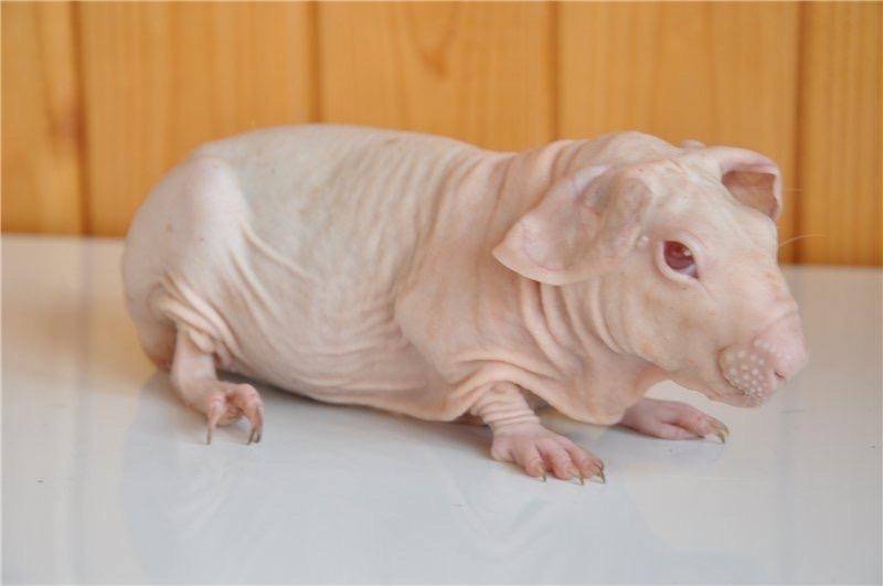 Морская свинка болдуин: особенности лысой породы и фото