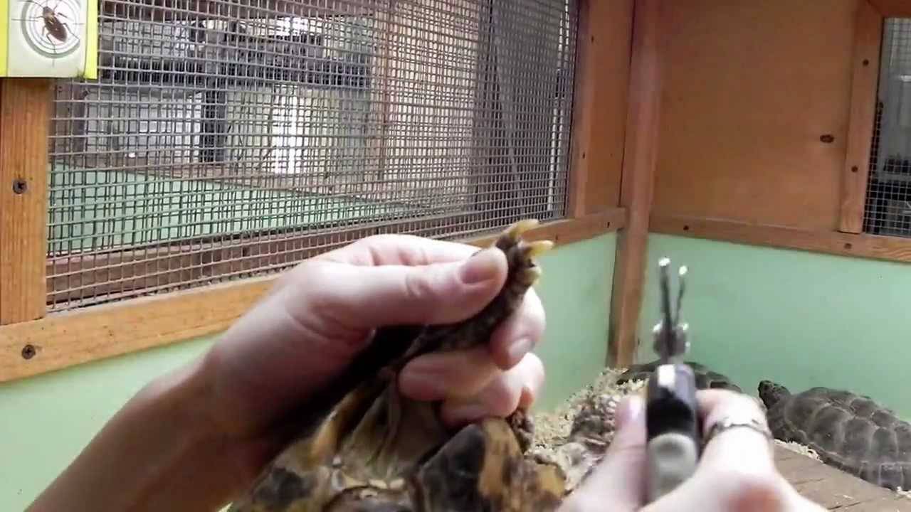Как стричь когти черепахе, нужна ли стрижка красноухим и сухопотным черепахам?
