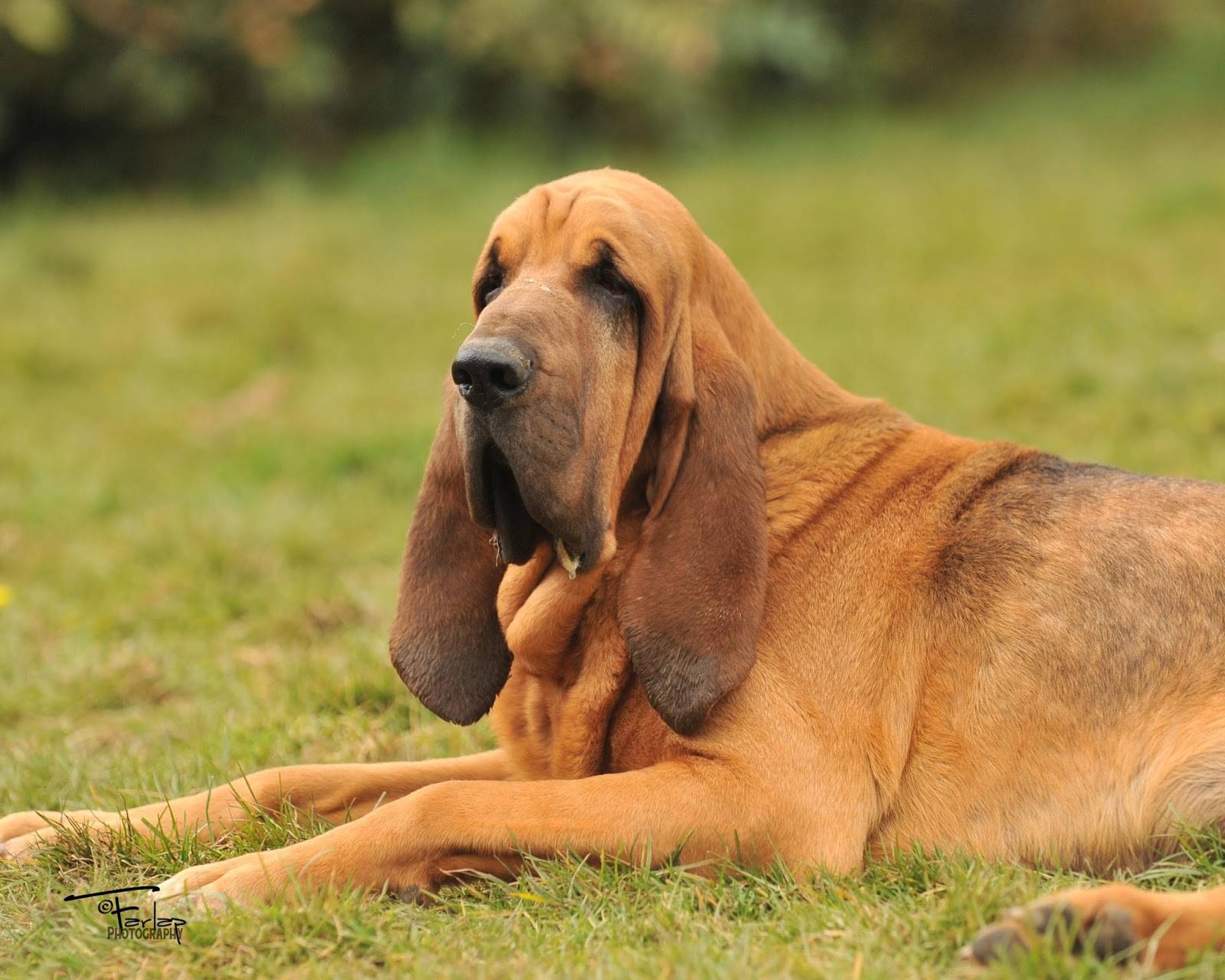Бладхаунд (англ. bloodhound) – крупные, мощные, очень красивые собаки с грустными глазами