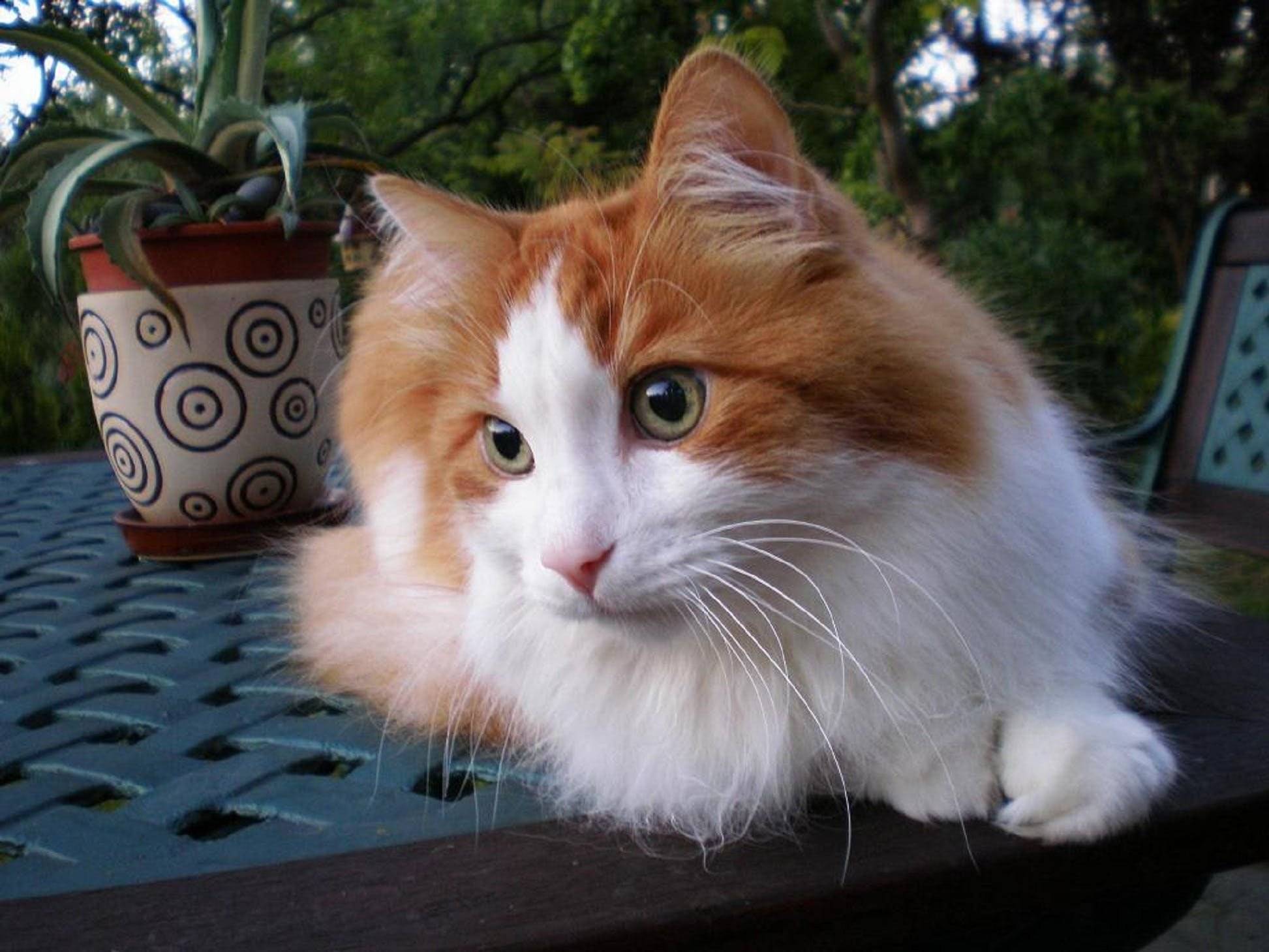 Британская длинношерстная кошка: описание породы, фото, окрасы, характер, отзывы владельцев