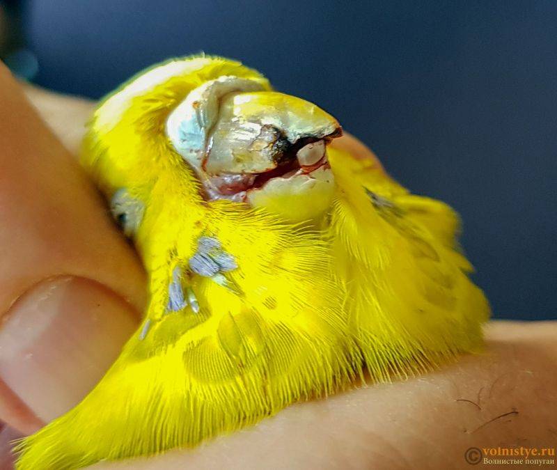 Болезни клюва у волнистых попугаев: причины и лечение