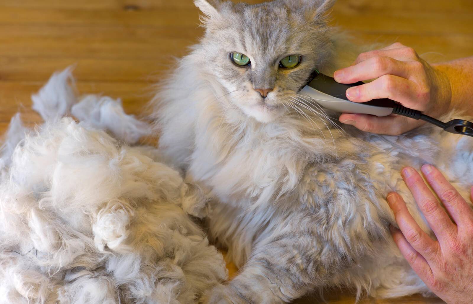 Можно ли стричь кошек: вред и польза проведения процедуры