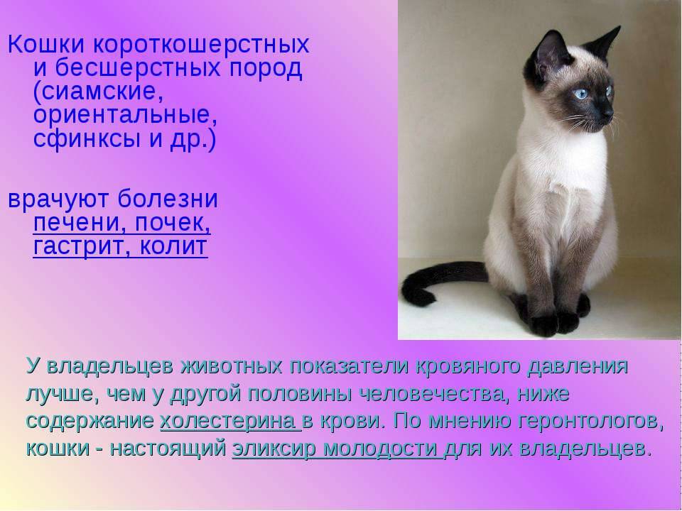 Сиамские кошки: характер. сиамская кошка: описание породы, разновидности :: syl.ru