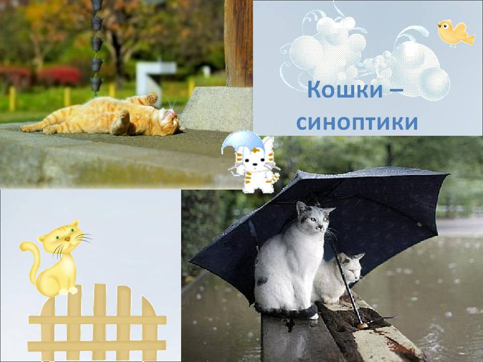 Как определить погоду по коту, кошка-синоптик рилли предсказывает погоду, приметы про кошек