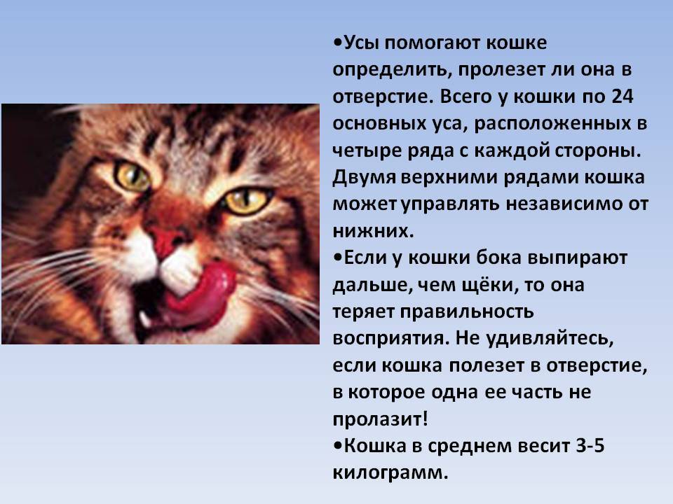 Зачем коту усы: особенности, функции и интересные факты