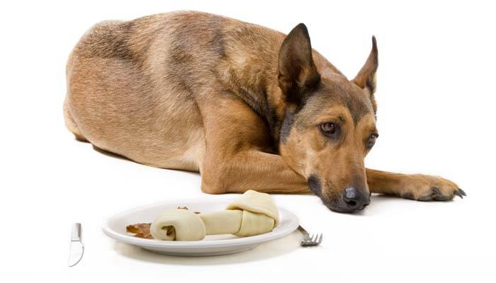 Собака отказывается от еды и воды. Грустная собака корм. Отравление у собаки от корма.