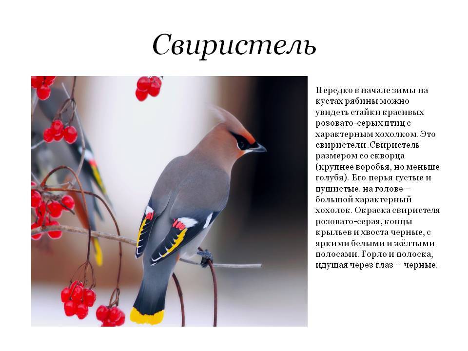 Ресурс заблокирован - resource is blocked
птица свиристель: описание и фото, как выглядит, где зимует