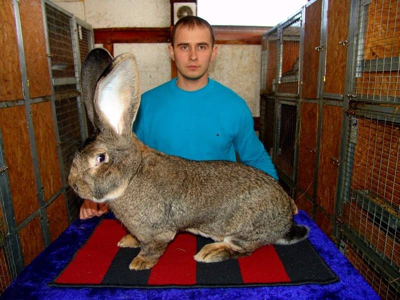 Фландр: кролик породы бельгийский великан