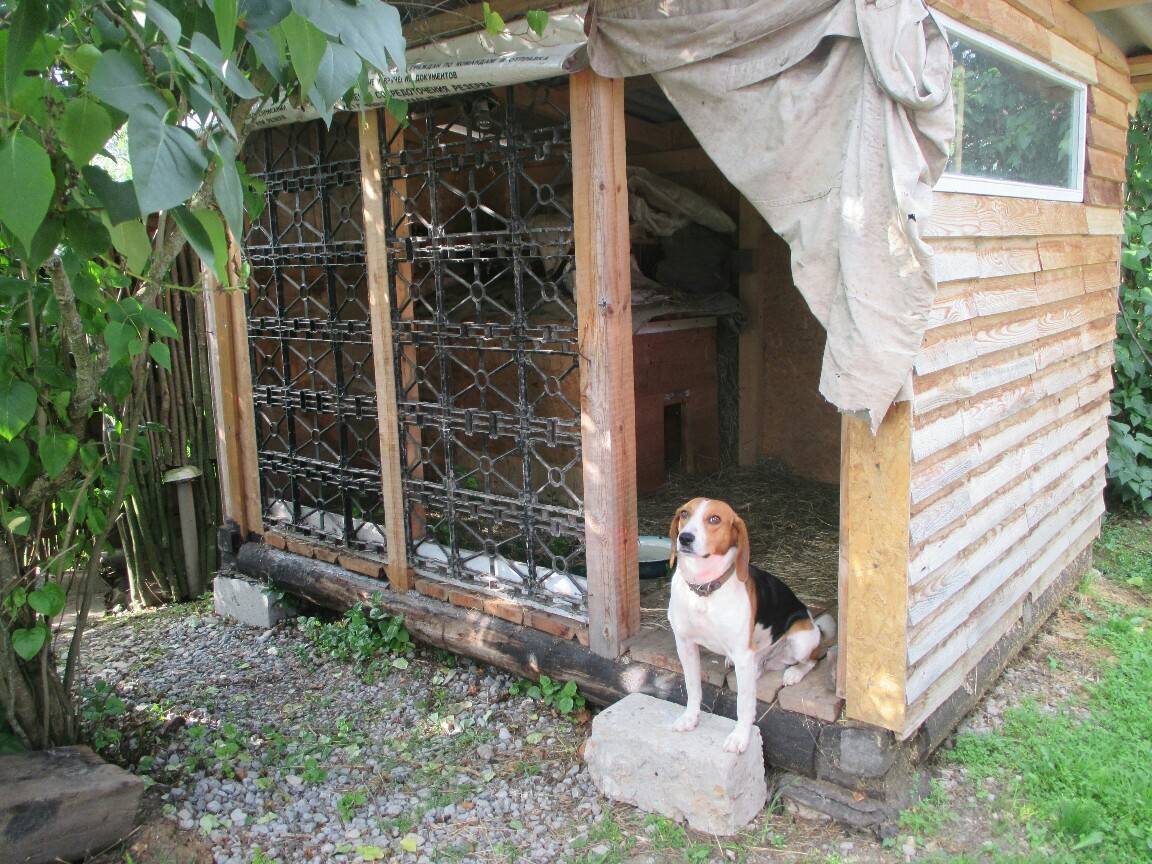 Как приучить собаку жить в будке | блог ветклиники "беланта"
