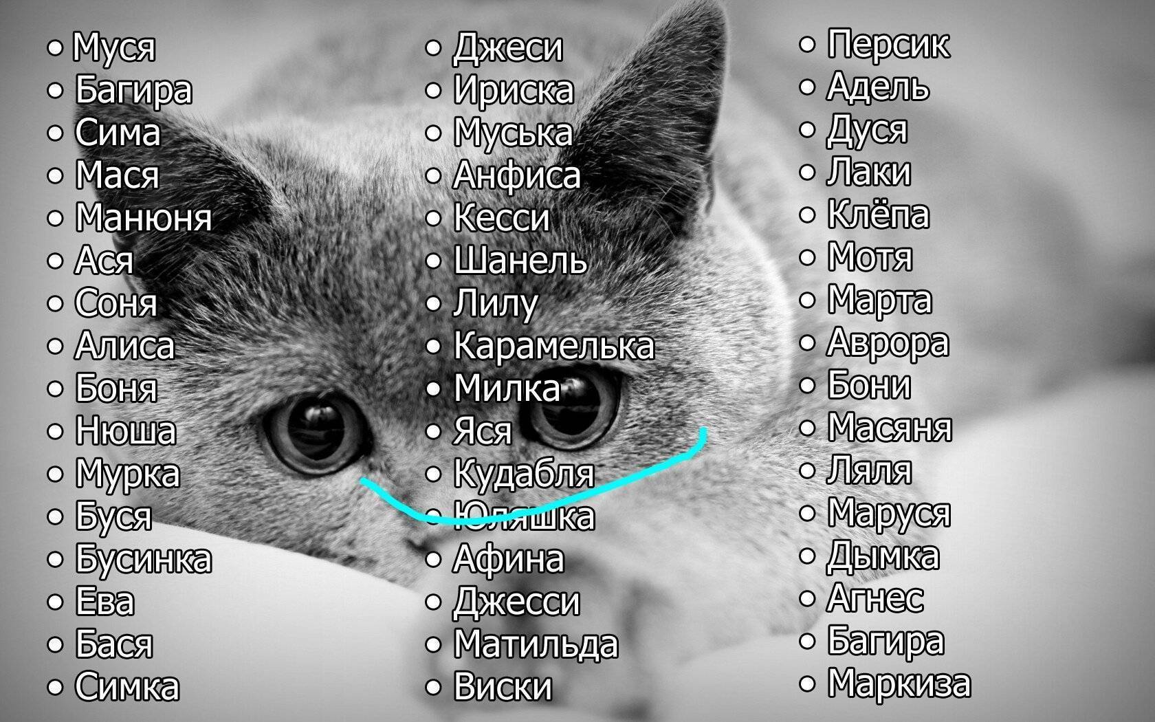 ᐉ имена по характеру котов - ➡ motildazoo.ru