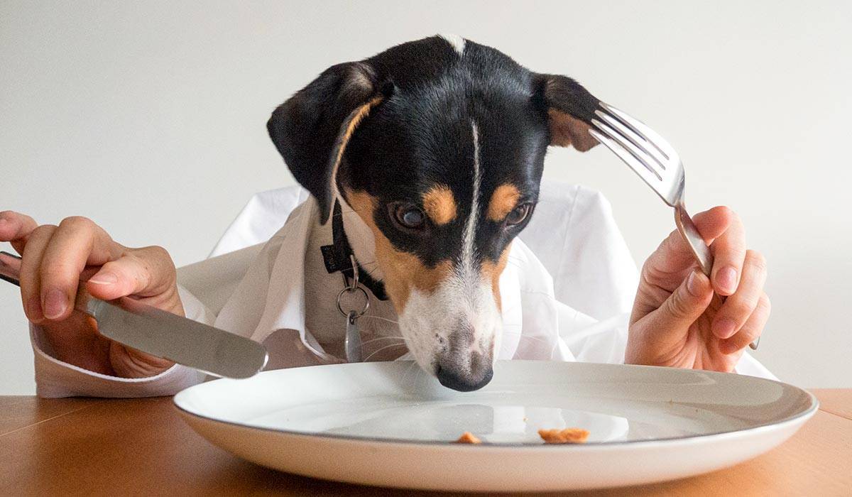 Что делать если щенок не хочет есть сухой корм, почему он не ест?