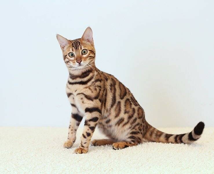 Табби - окрас кошек: виды, описание пород, сложности разведения котов с таким рисунком