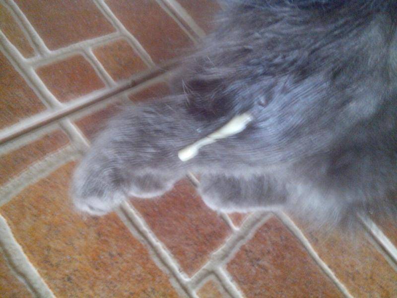 7 причин почему у кота опухла лапа - что делать