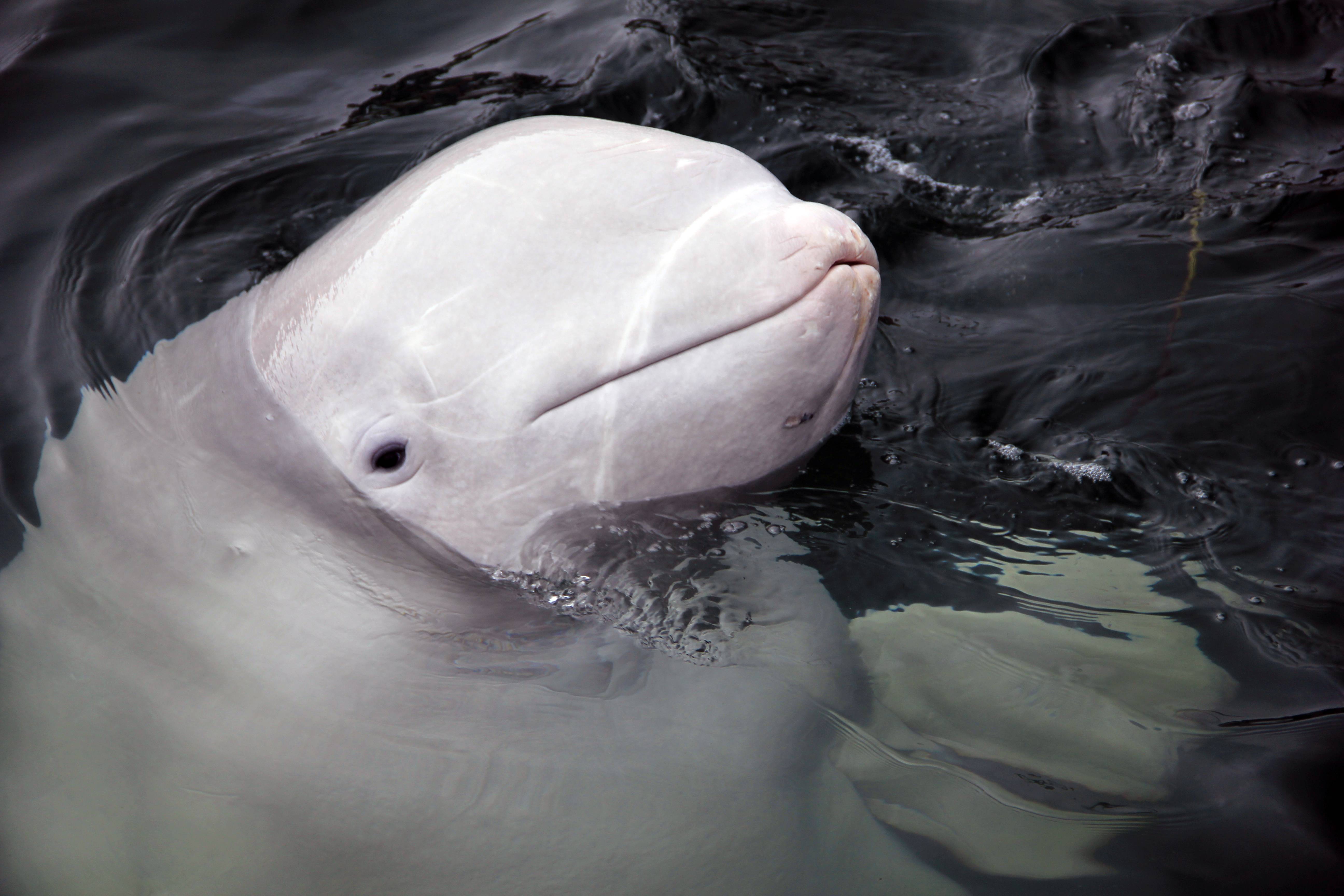 Белуха дельфин. образ жизни и среда обитания белухи | животный мир