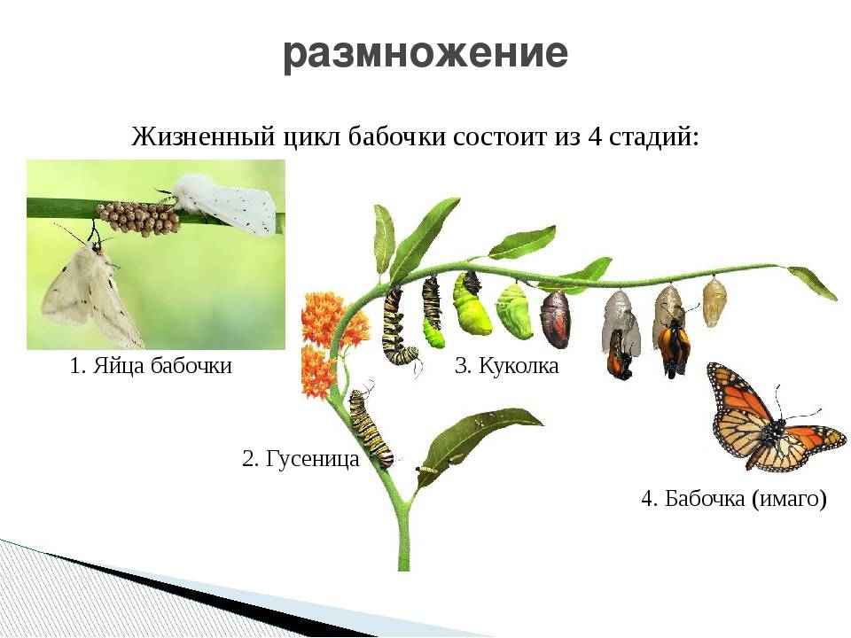 Сколько живут бабочки: продолжительность жизни всех циклов