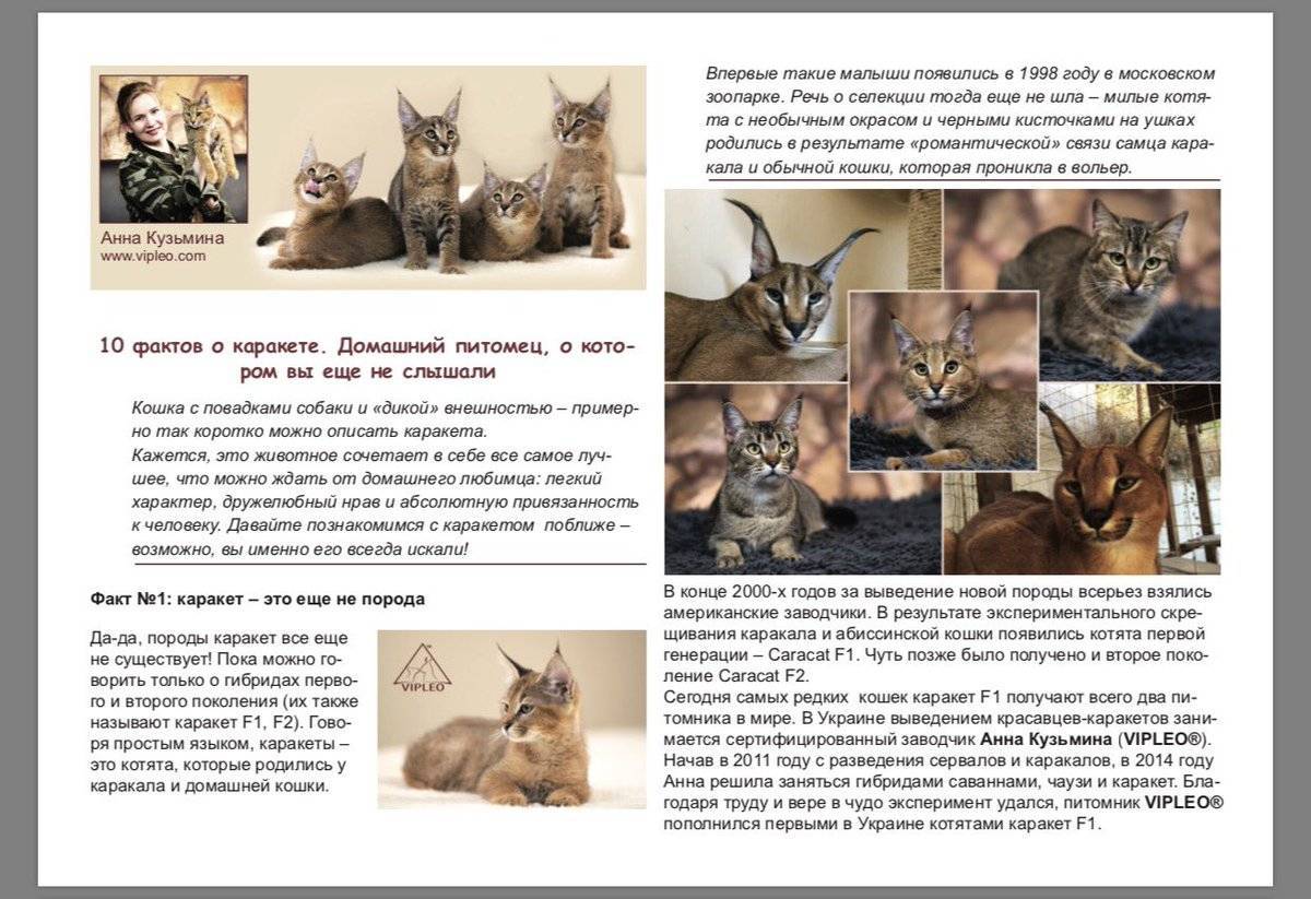 Как определить породу кота/кошки по фото или очевидным признакам