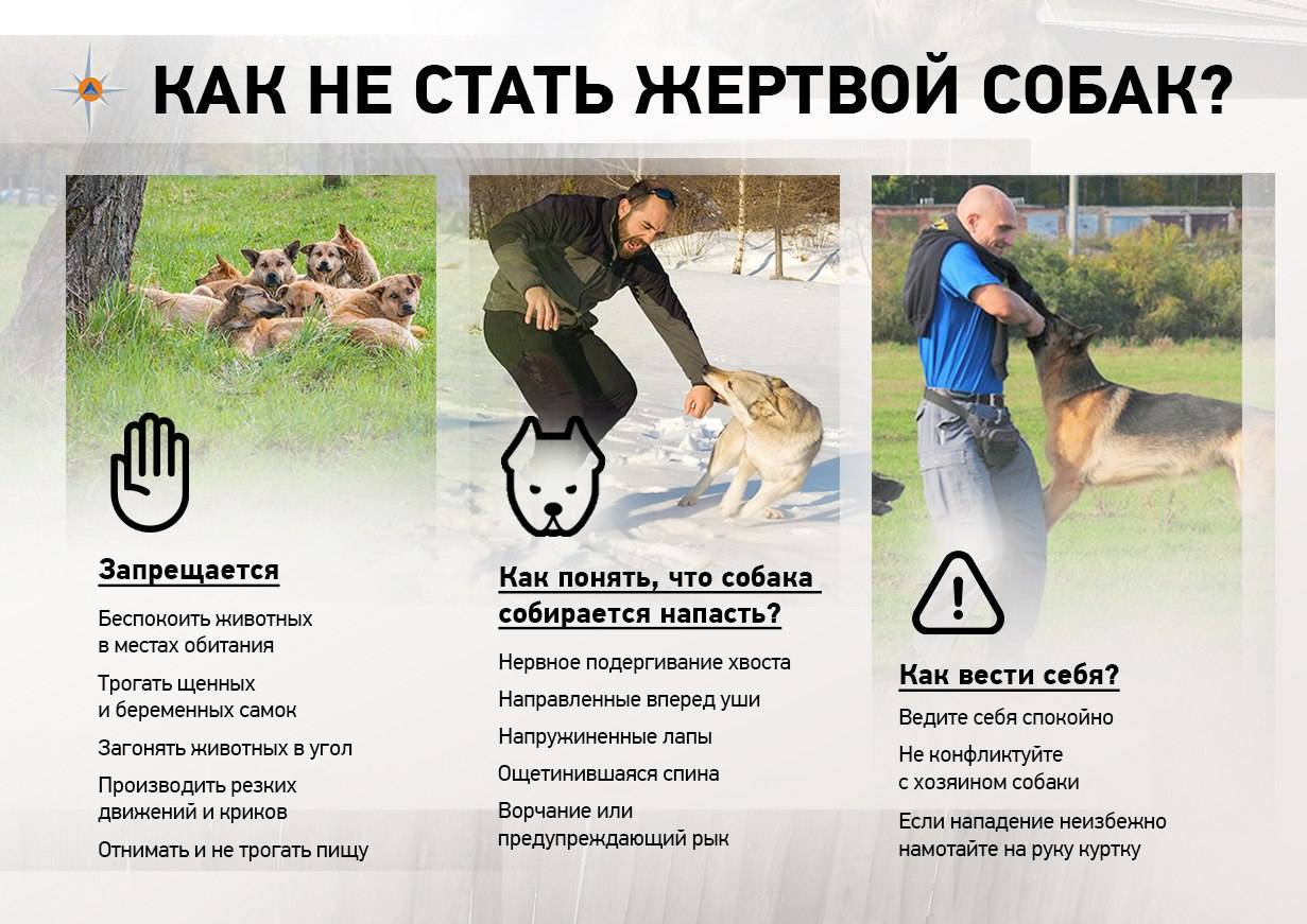 Что делать если напала собака: советы кинолога :: syl.ru