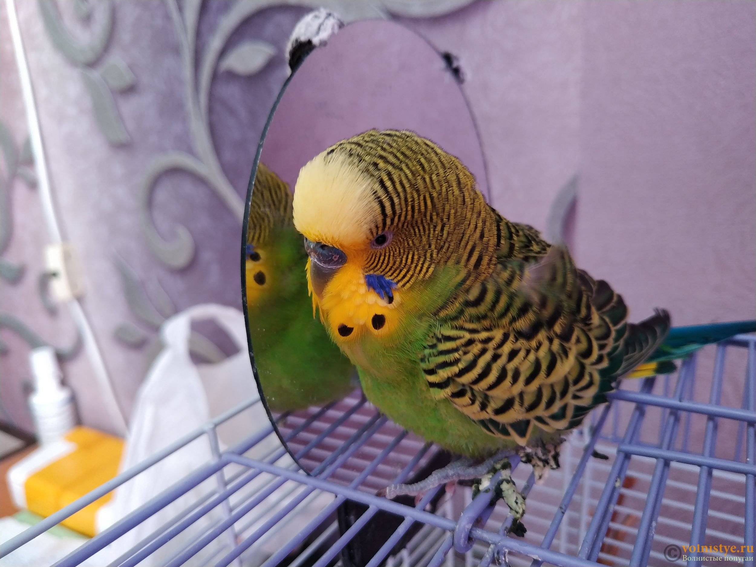 Болезни волнистых попугаев: симптомы и фото больных птиц
