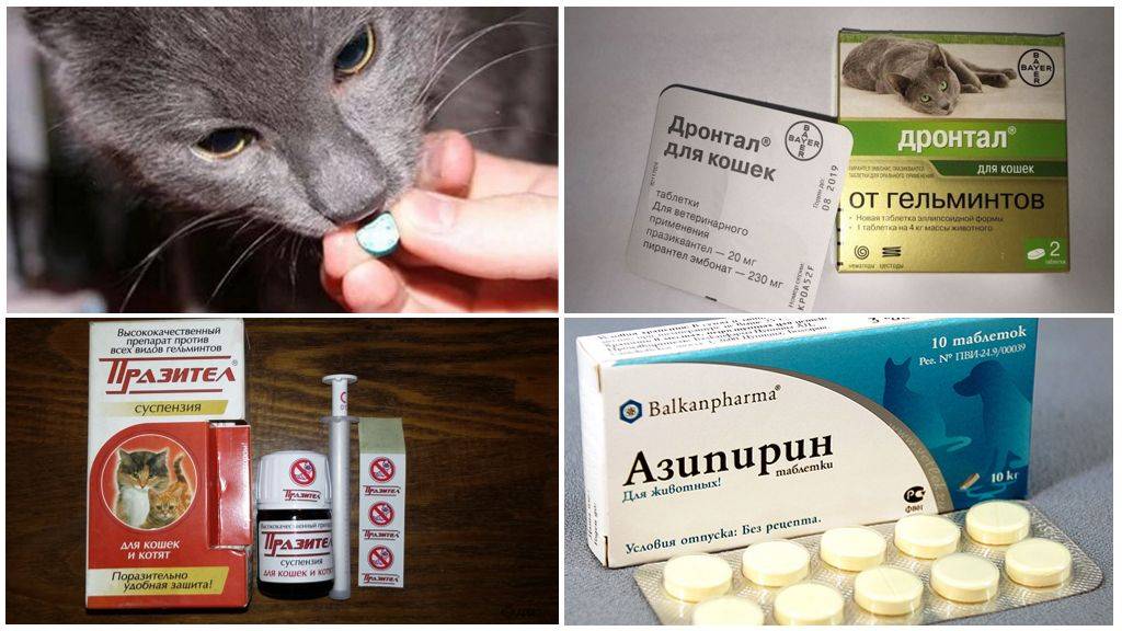 Как дать кошке таблетку от глистов: 5 действенных способов