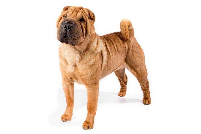 Собаки-метисы (смешанные породы собак): обзор, описание и фото