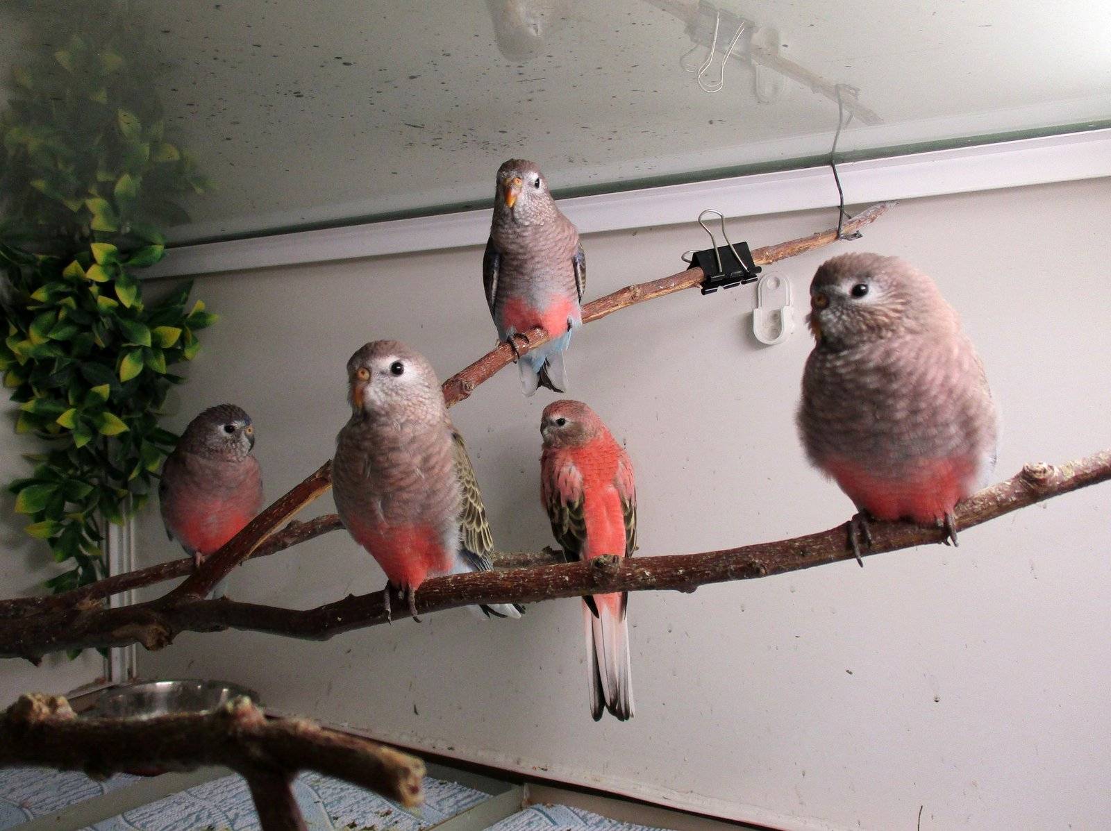 Канарейки попугаи, волнистый попугай или канарейка с фото и видео
