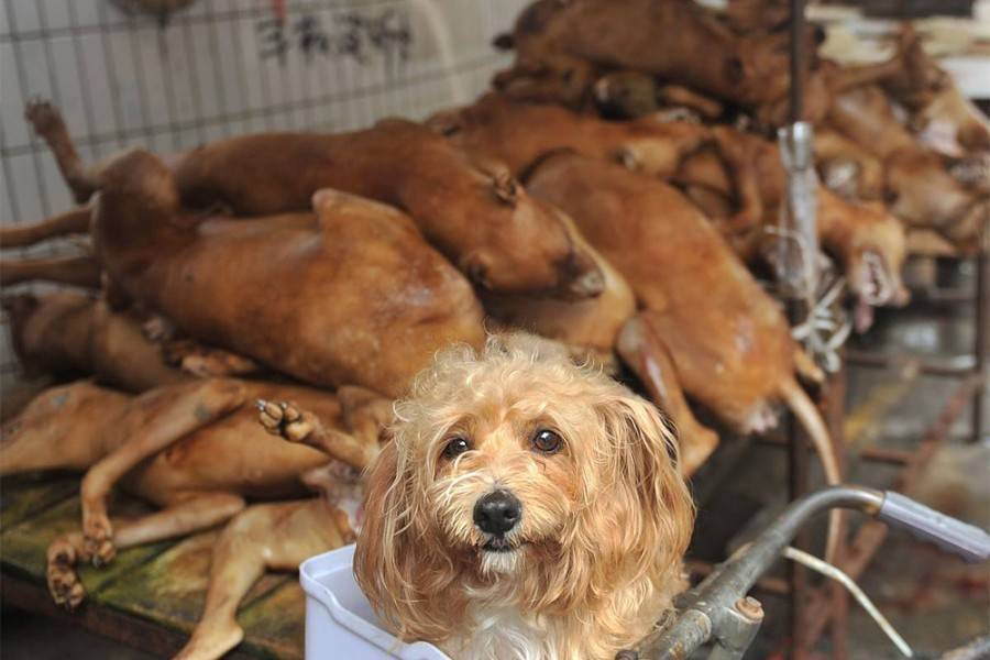 Где едят собак: в какой стране народ ест псов
