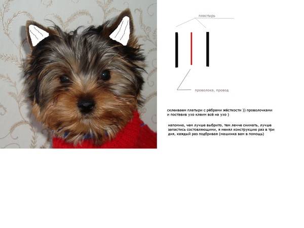 Во сколько месяцев у собак встают уши • fondyardem.ru