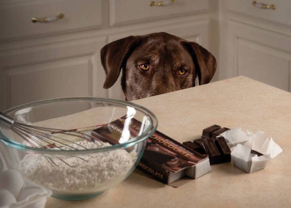 Знать почему собакам нельзя шоколад должен каждый владелец!