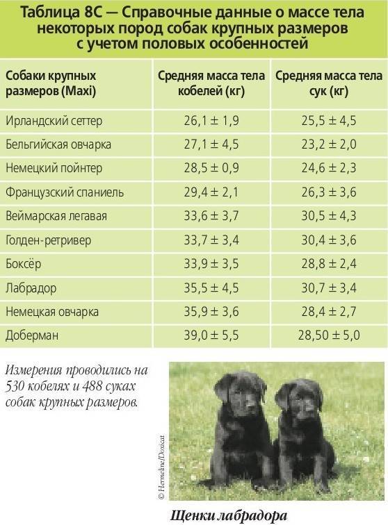 До какого возраста растут собаки мелких, средних и крупных пород?