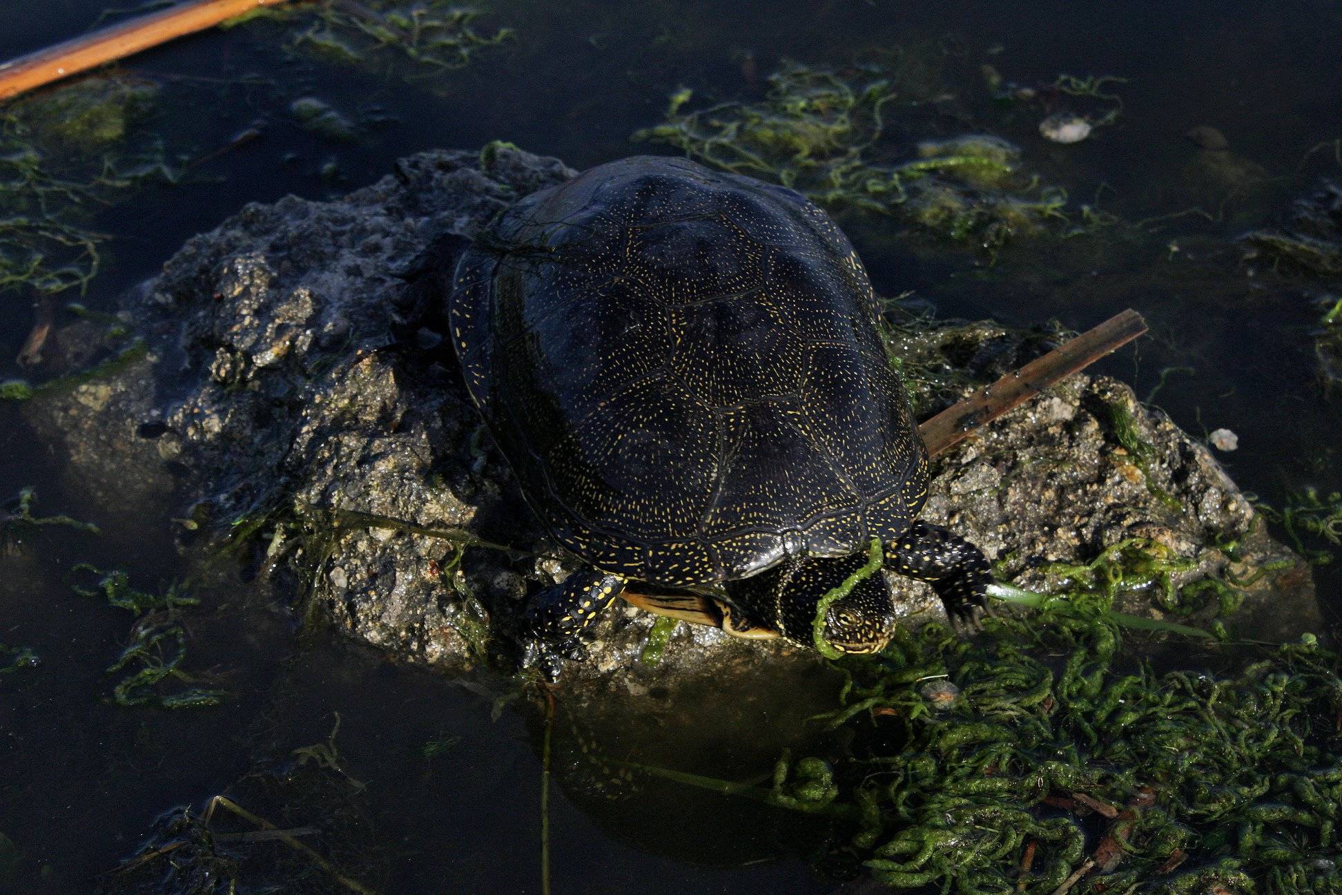 Содержание европейской болотной черепахи в домашних условиях