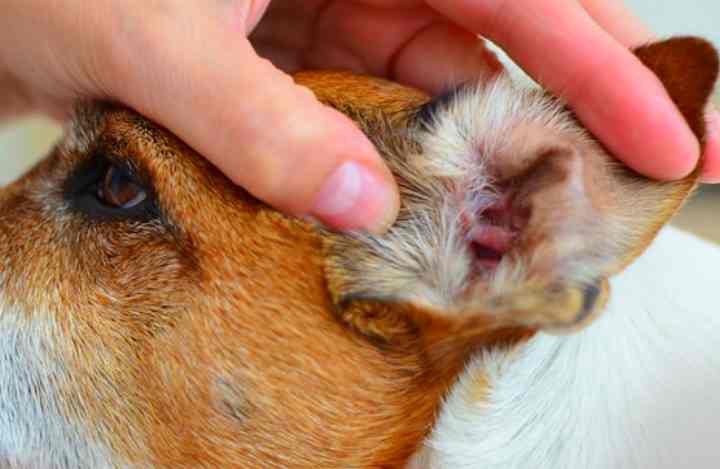 Как вывести ушного клеща у собаки | блог ветклиники "беланта"