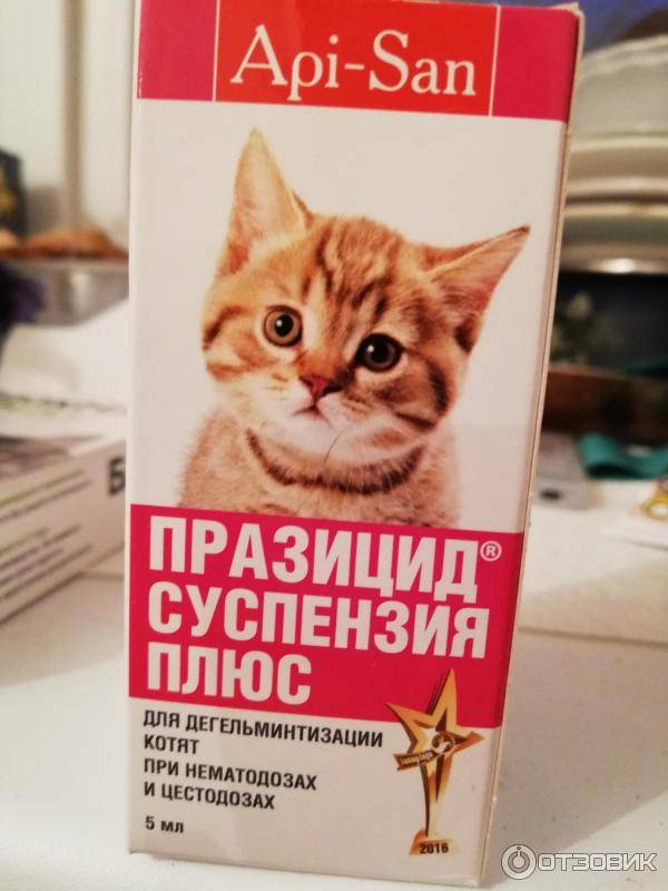 Правила, как давать кошкам таблетки против глистов: периодичность