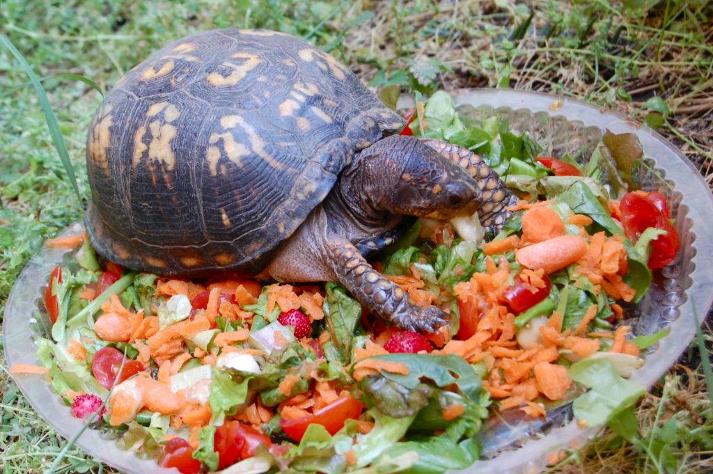 Как поить сухопутную черепаху в домашних условиях и нужно ли