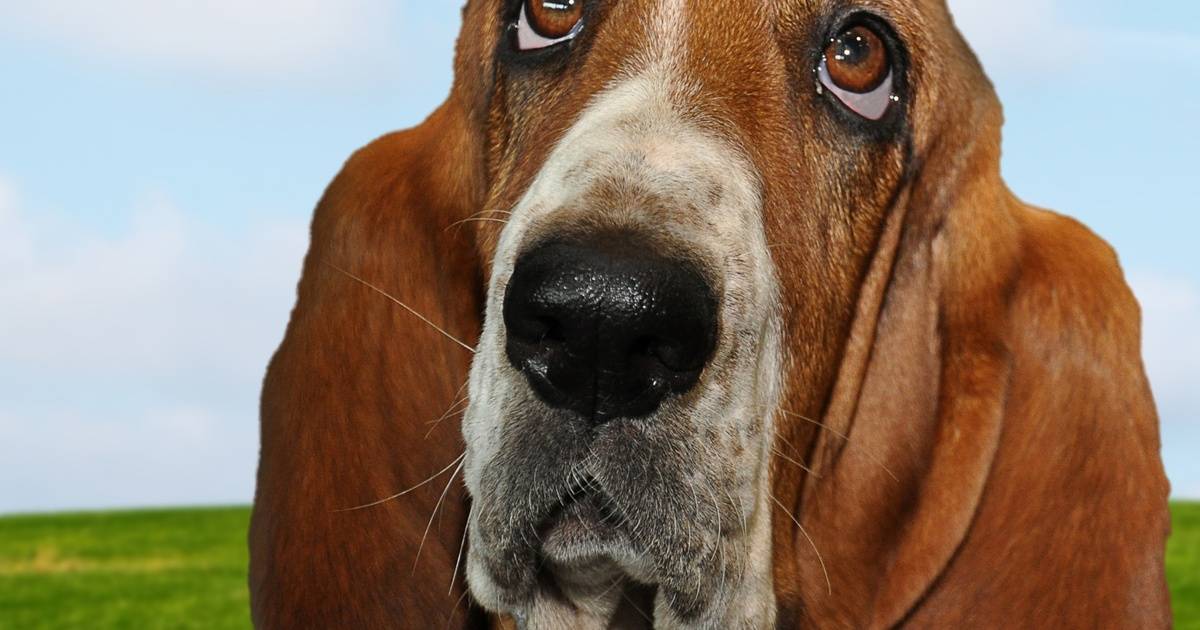 Собака с длинными ушами и грустными глазами: породы