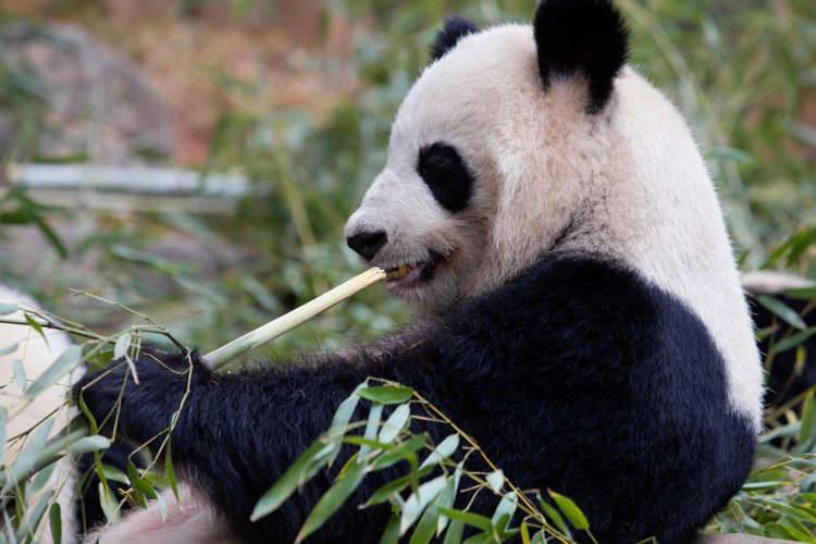 Панда - 94 фото неверотяно милого китайского бамбукового медведя