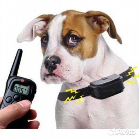Вся правда об электронном ошейнике для дрессировки собак