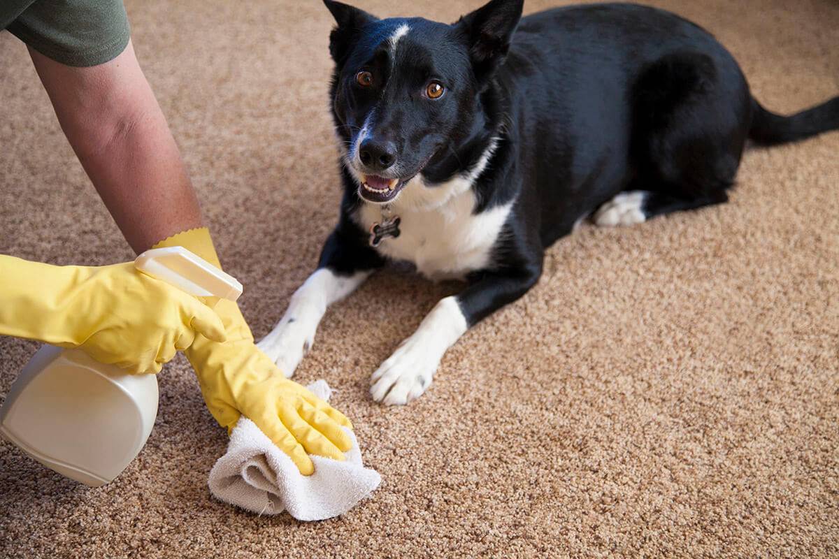 Как избавиться от запаха собаки в квартире и чем мыть животное