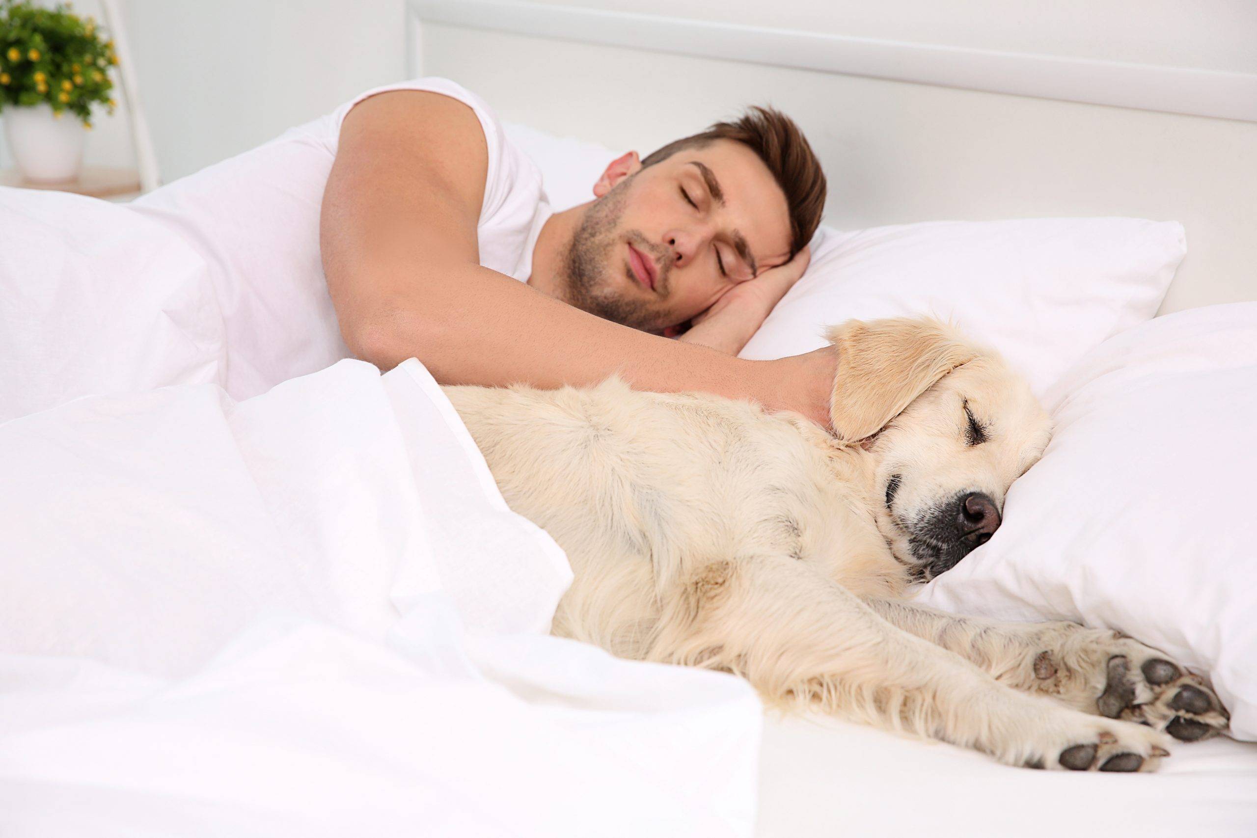 Почему собаки любят спать с хозяином: объяснения опытных заводчиков | ваши питомцы