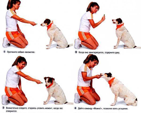 Учим собаку команде "место": пошаговая инструкция для питомцев с 4 месяцев до года | ваши питомцы