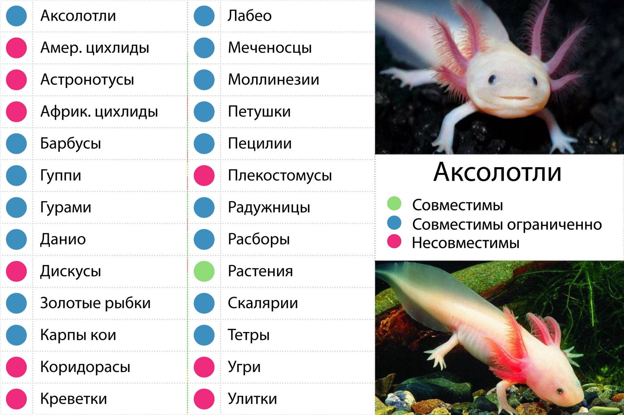 Рыбы дракон совместимость. Тритон аквариумный аксолотль. Аквариумная рыбка аксолотль. Тритон аквариумный аксолотль содержание. Аксолотль с кем уживается в аквариуме таблица.