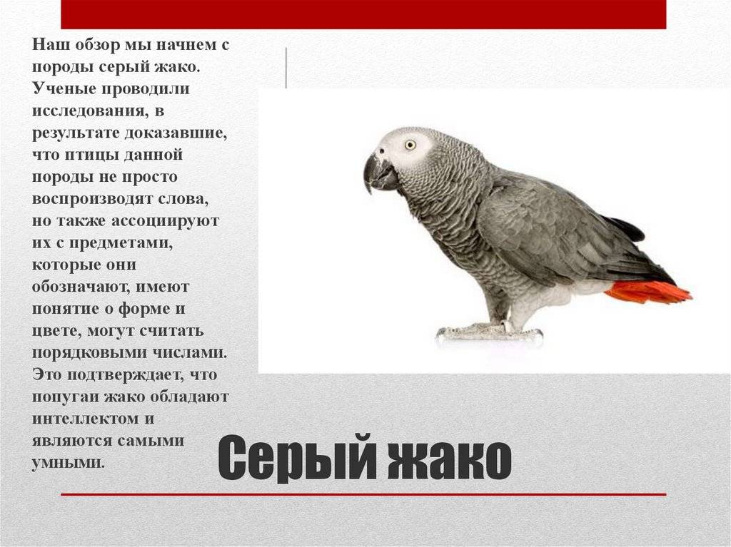 Жако: фото и описание серого попугая