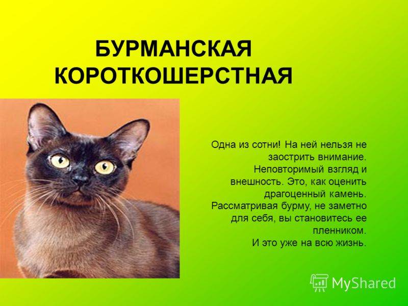 Описание бурманской кошки с фото: особенности породы, характер, рекомендации по уходу