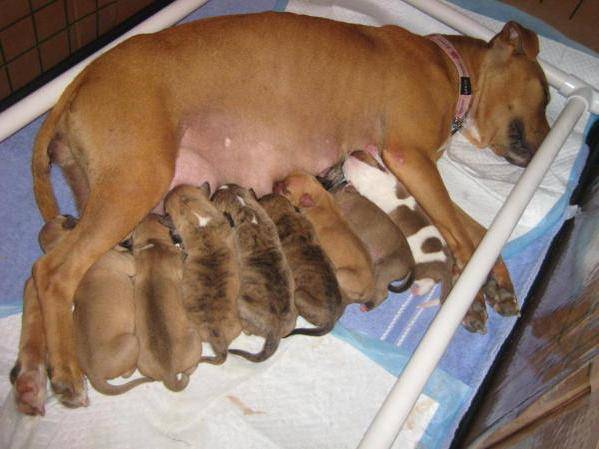 Ложная беременность у собак: лечение, препараты, рекомендации ветеринаров. опасность ложной беременности у собак