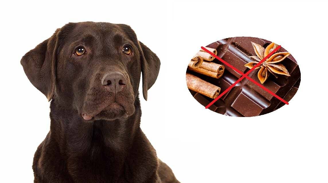 Собака съела шоколад: что делать при отравлении и какая доза считается смертельной? что будет, если дать питомцу много лакомства?
