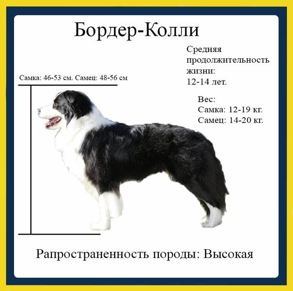 Бордер-колли описание: характер породы, фото собаки, щенки колли бордер