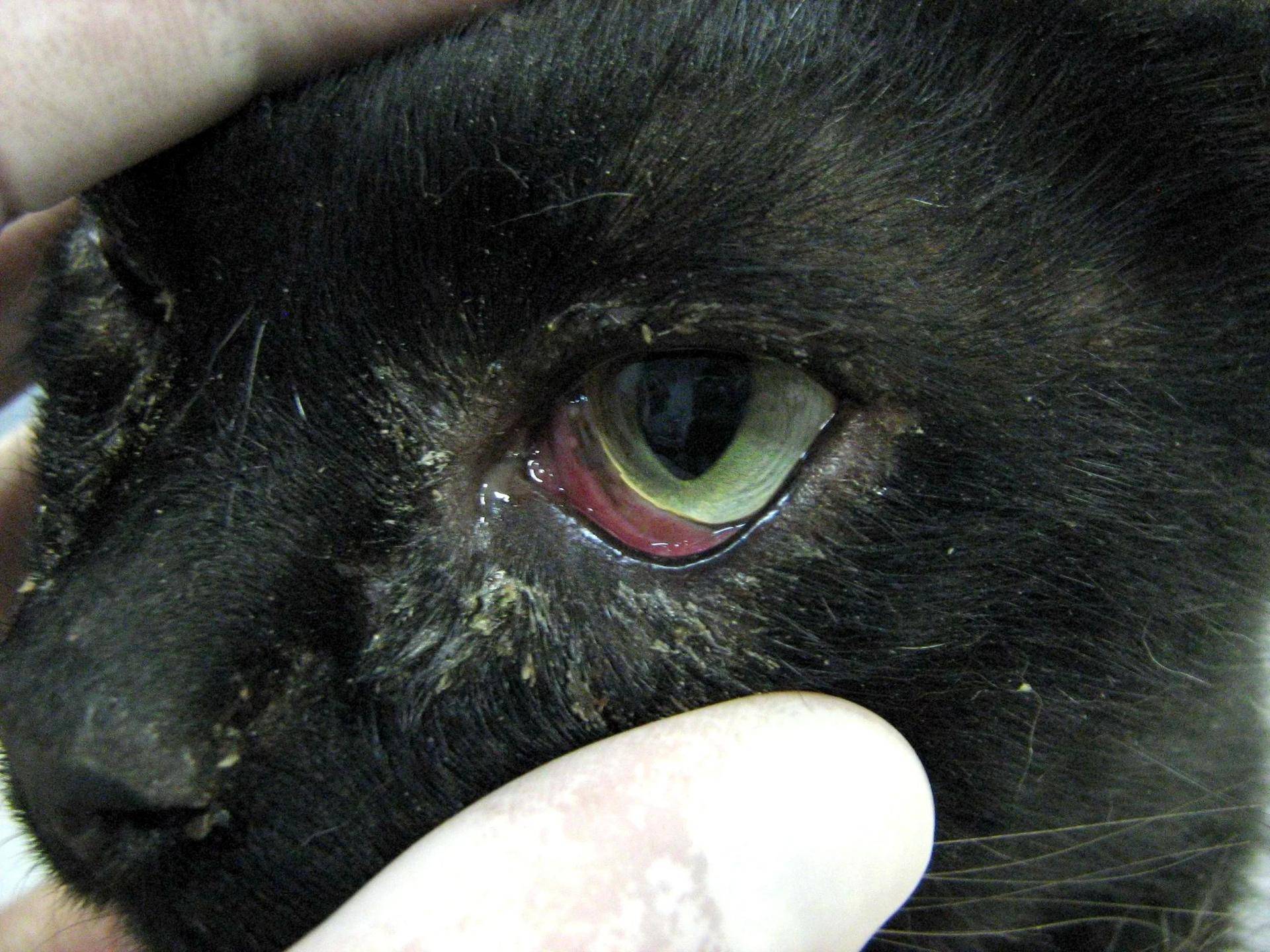 У кота гноятся глаза | руководство по лечению
