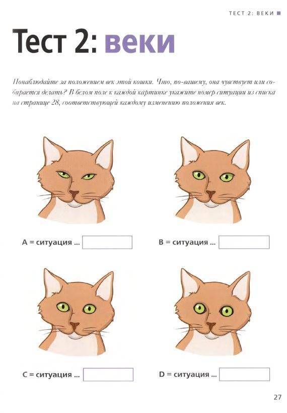 Кошачий язык: разговорник, как общаются коты между собой