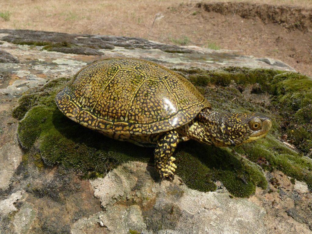 Где живут черепахи: среда обитания морских и сухопутных черепах в дикой природе