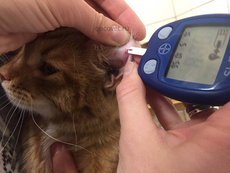 Сахарный диабет у кошек: первые признаки заболевания, лечение, профилактика | звери дома
