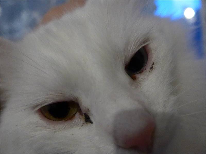 Почему у кошки после еды слезятся глаза | ваши питомцы
